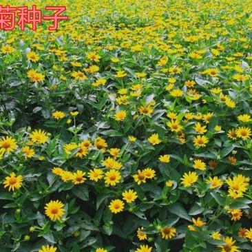 日光菊花种子小黄花籽多年生宿根黄色菊花种子籽当年开花耐寒