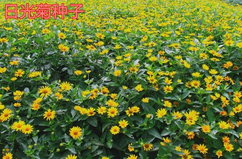 日光菊花种子小黄花籽多年生宿根黄色菊花种子籽当年开花耐寒