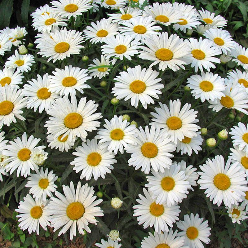 大滨菊种子小滨菊园林景观花海庭院花卉种子多年生花种子花籽