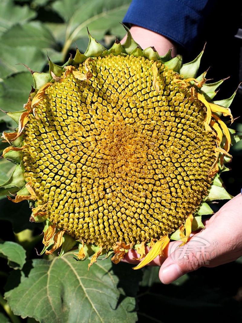 向日葵种孑四季观赏食用葵花种籽高杆矮杆庭院盆栽太阳花种子