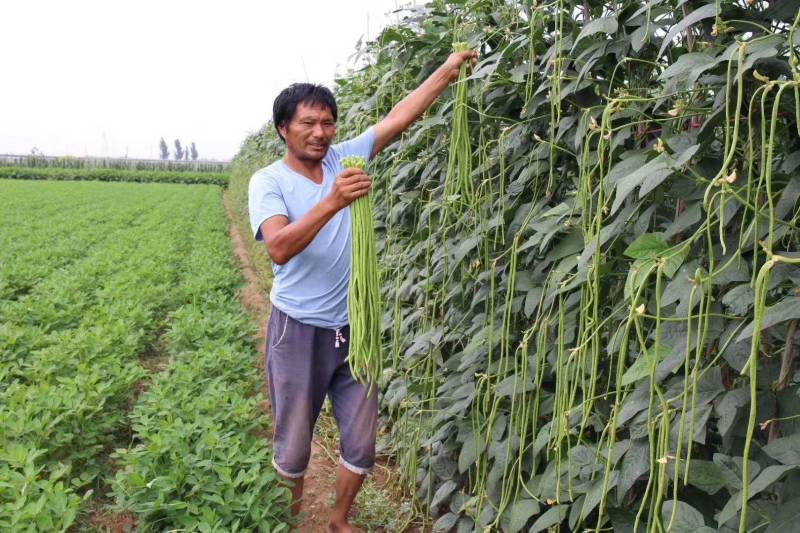 【加长肉厚型】荚荚乐8号豇豆种子翠绿耐寒耐热不鼓籽高产