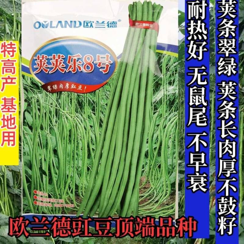 【加长肉厚型】荚荚乐8号豇豆种子翠绿耐寒耐热不鼓籽高产