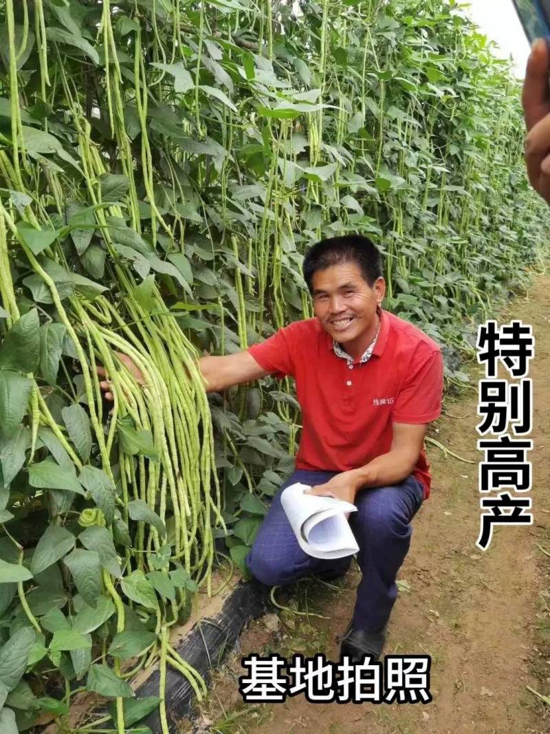 【加长肉厚型】荚荚乐8号豇豆种子翠绿耐寒耐热不鼓籽高产