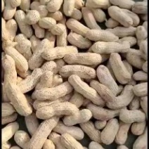 花生种子，花生米，白沙9616，吉林花生，产地直供