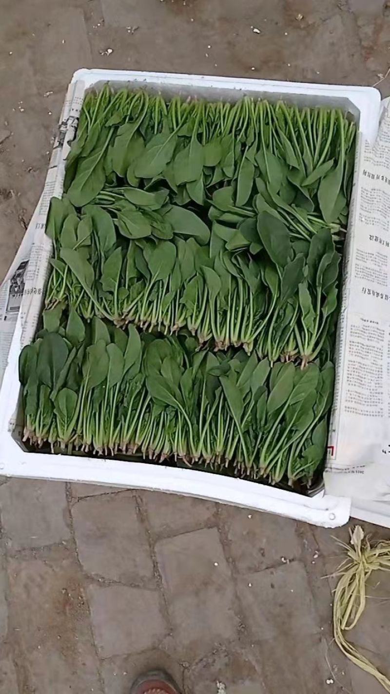 精品大叶菠菜基地直供量大从优，做工精细，全国发货，
