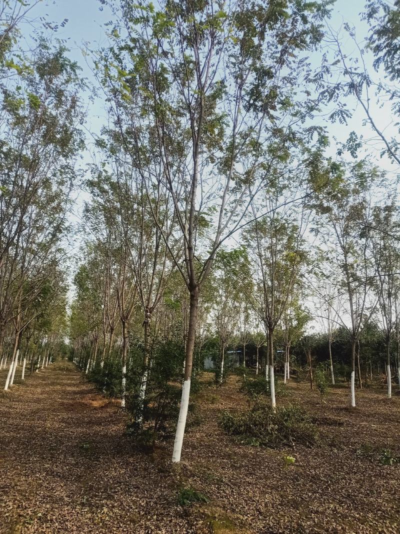 基地，直销，香花槐，欢迎朋友前来选购，菏泽