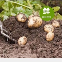 土豆，荷兰十五土豆，货源充足，质量好，产地直发，全国发货