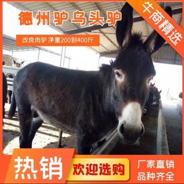 架子驴急售2000头架子驴有需要的可以与我联系