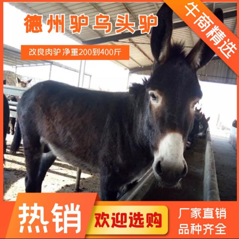 架子驴急售2000头架子驴有需要的可以与我联系