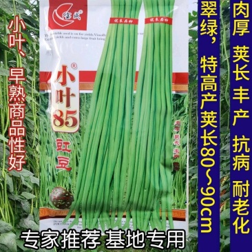 特高产小叶85豇豆种子耐低翠绿荚3～4荚长豆角种子