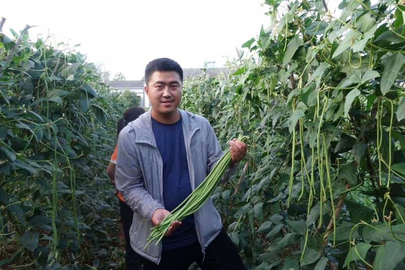 特高产小叶85豇豆种子耐低翠绿荚3～4荚长豆角种子