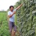 特高产小叶85豇豆种子耐低翠绿荚3～4荚长豆角种子