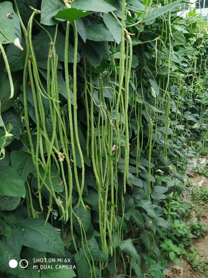 特高产小叶85豇豆种子耐低翠绿荚3～4荚长豆角种子