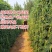 特高产小叶85豇豆种子耐低翠绿荚3～4荚长豆角种子