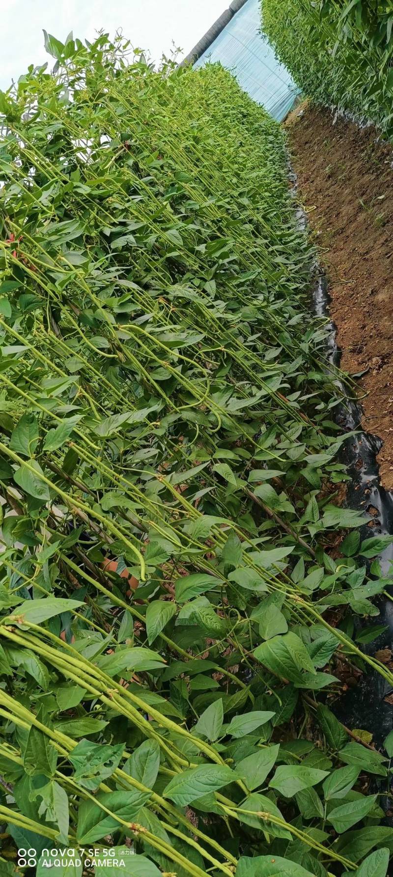特高产小叶85豇豆种子耐低翠绿荚3～4荚长豆角种子
