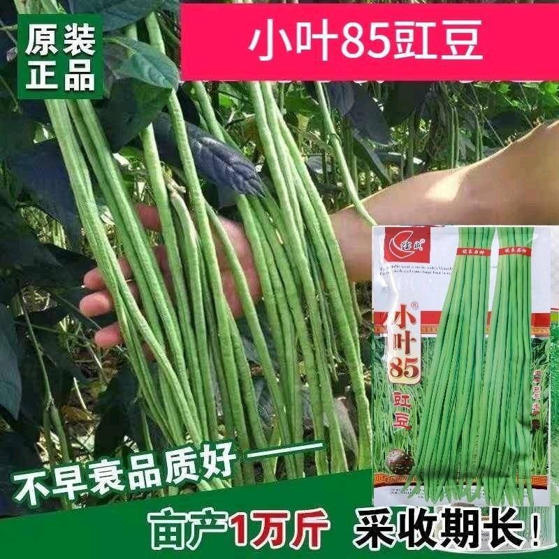 特高产小叶85豇豆种子耐低翠绿荚3～4荚长豆角种子
