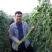特高产小叶85豇豆种子耐低翠绿荚3～4荚长豆角种子