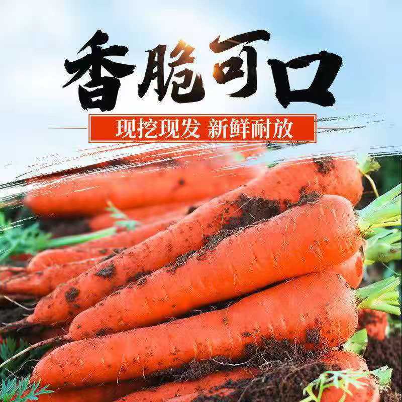 胡萝卜，吉林长春农安精品胡萝卜，产地直供，货源足全国发货
