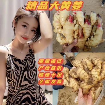 精选生姜产地,一手货源种类多样可供选择全国发货