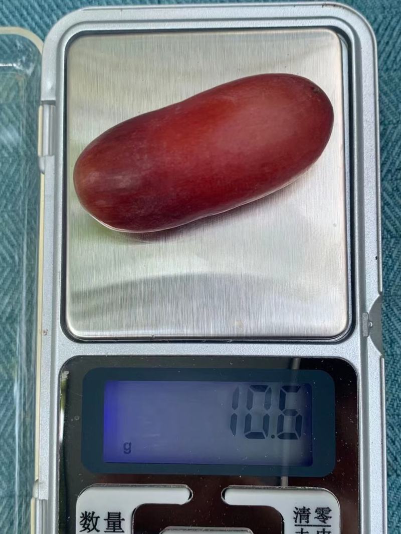 巨圣一号葡萄苗早熟品种丰产适合新品种大棚种植