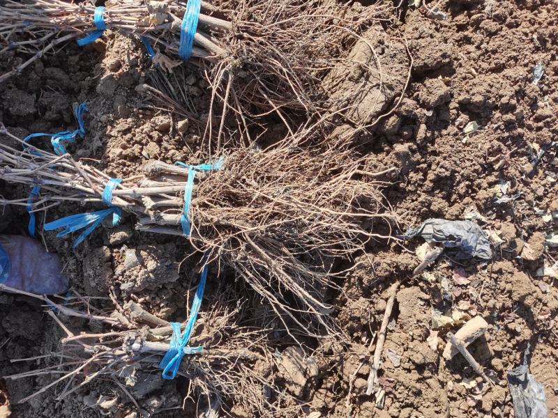 巨圣一号葡萄苗早熟品种丰产适合新品种大棚种植