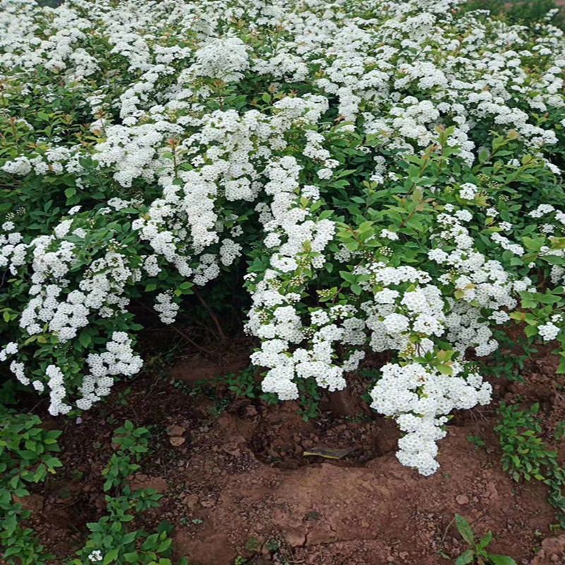 多年生小灌木绣线菊花苗阳台盆栽花卉别墅庭院花园户外花境植