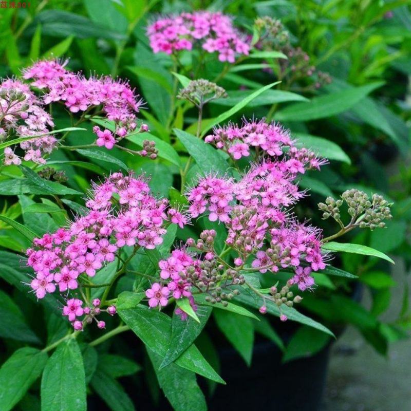 多年生小灌木绣线菊花苗阳台盆栽花卉别墅庭院花园户外花境植