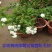 多年生小灌木绣线菊花苗阳台盆栽花卉别墅庭院花园户外花境植