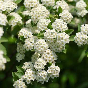 多年生小灌木绣线菊花苗阳台盆栽花卉别墅庭院花园户外花境植