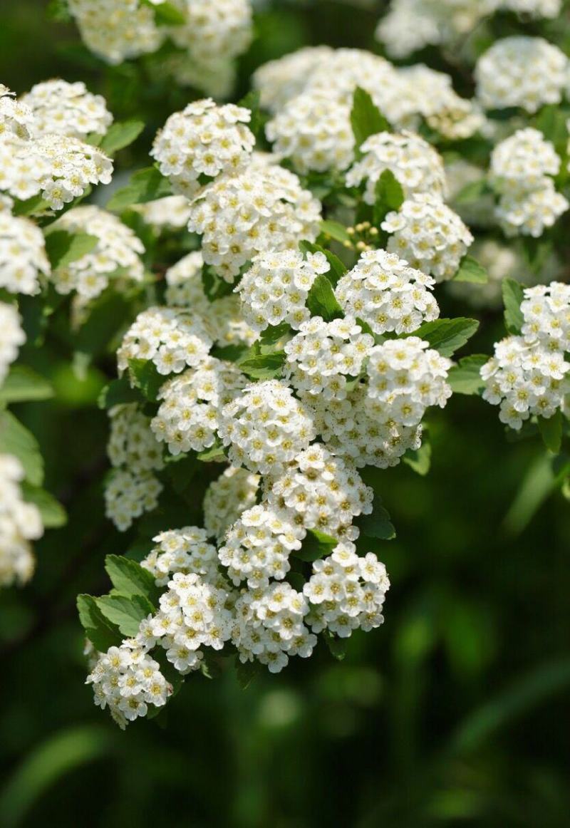 多年生小灌木绣线菊花苗阳台盆栽花卉别墅庭院花园户外花境植