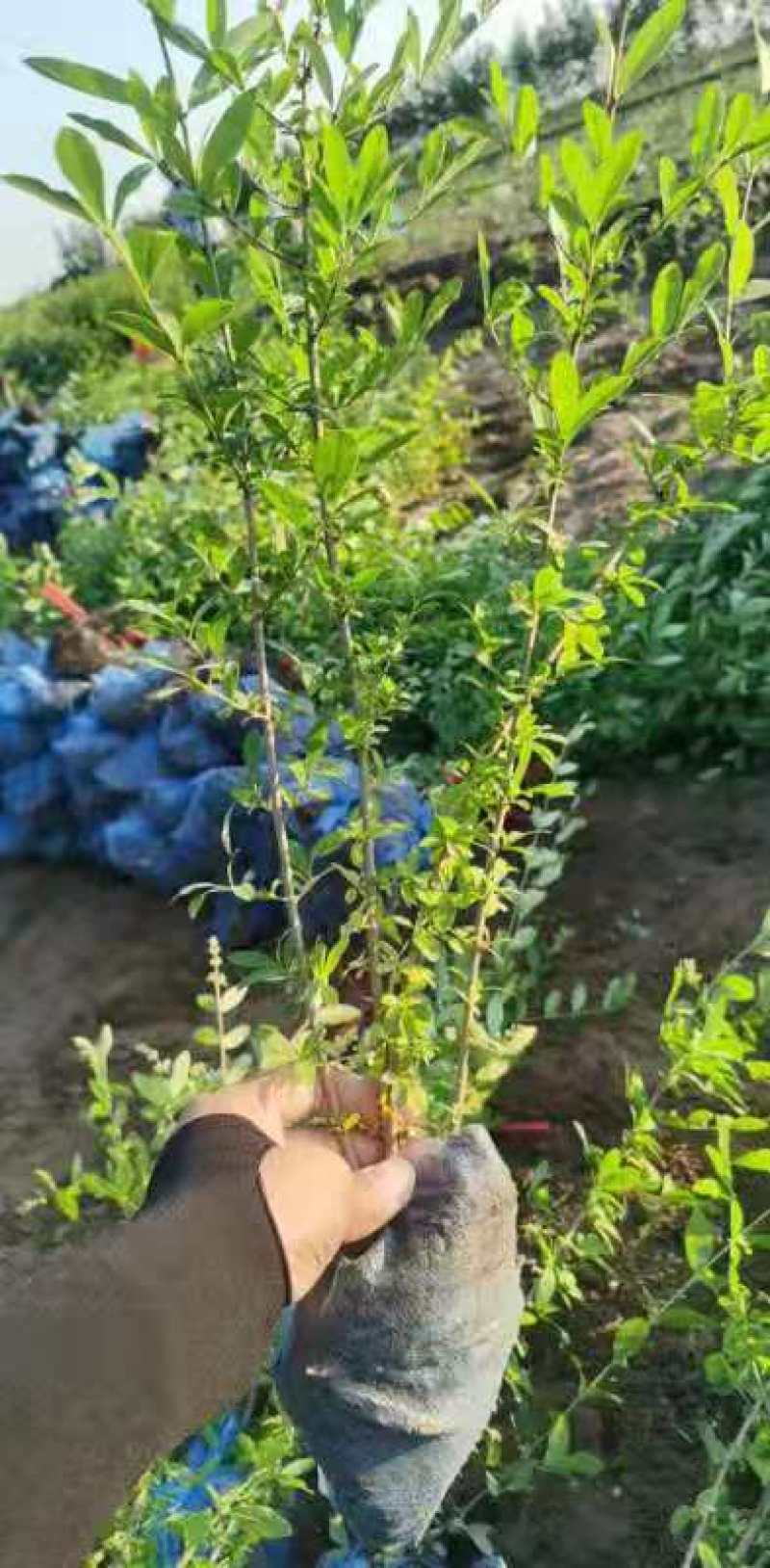 水蜡绿叶水蜡苗河北保定水蜡篱枝条粗壮规格齐全