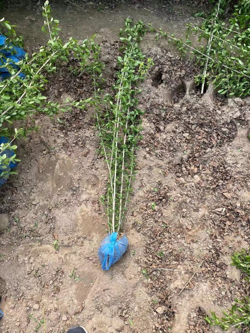 水蜡绿叶水蜡苗河北保定水蜡篱枝条粗壮规格齐全