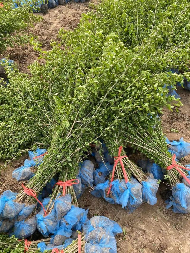 水蜡绿叶水蜡苗河北保定水蜡篱枝条粗壮规格齐全
