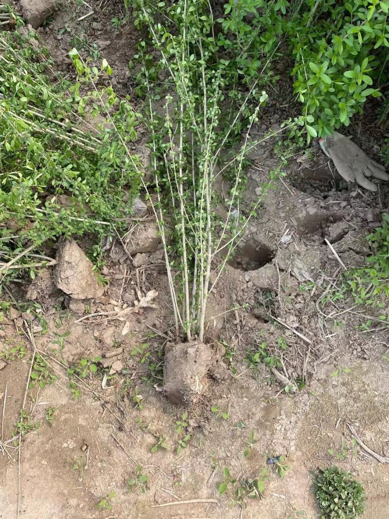 水蜡绿叶水蜡苗河北保定水蜡篱枝条粗壮规格齐全
