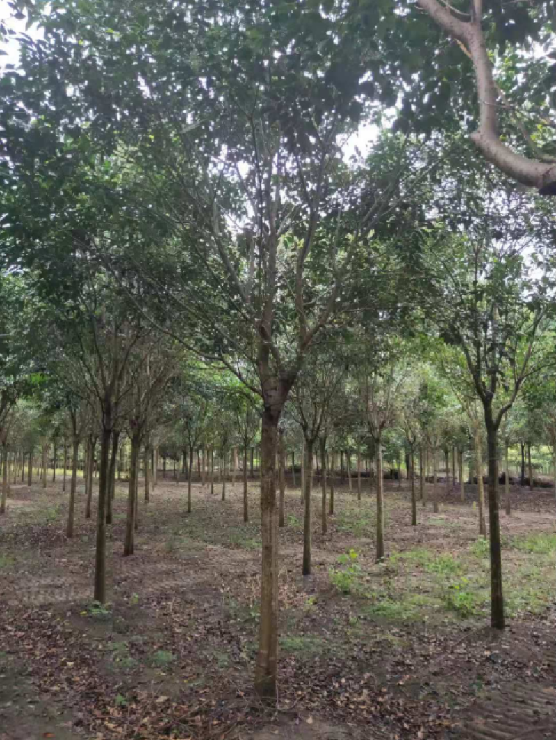 大叶女贞，木樨科女贞属植物，主要分布在长江流域及南方各省