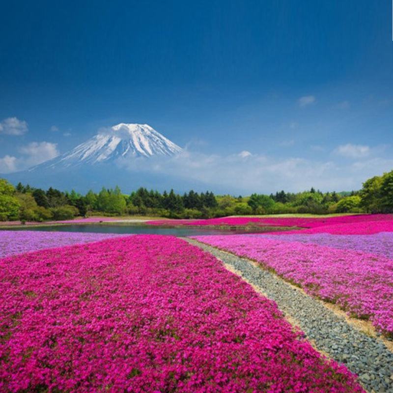 美女樱种子观花种子混色盆栽垂吊美女樱花种子花海草花种子