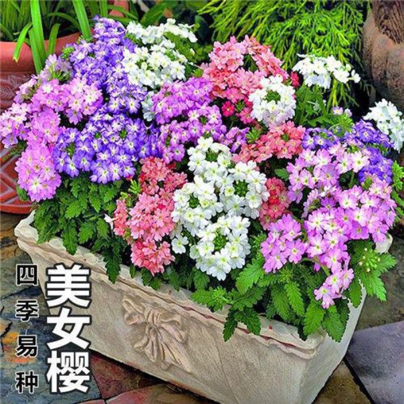 美女樱种子观花种子混色盆栽垂吊美女樱花种子花海草花种子
