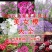 美女樱种子观花种子混色盆栽垂吊美女樱花种子花海草花种子