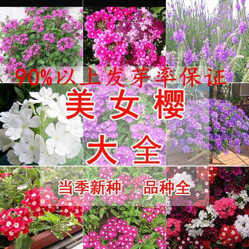 美女樱种子观花种子混色盆栽垂吊美女樱花种子花海草花种子