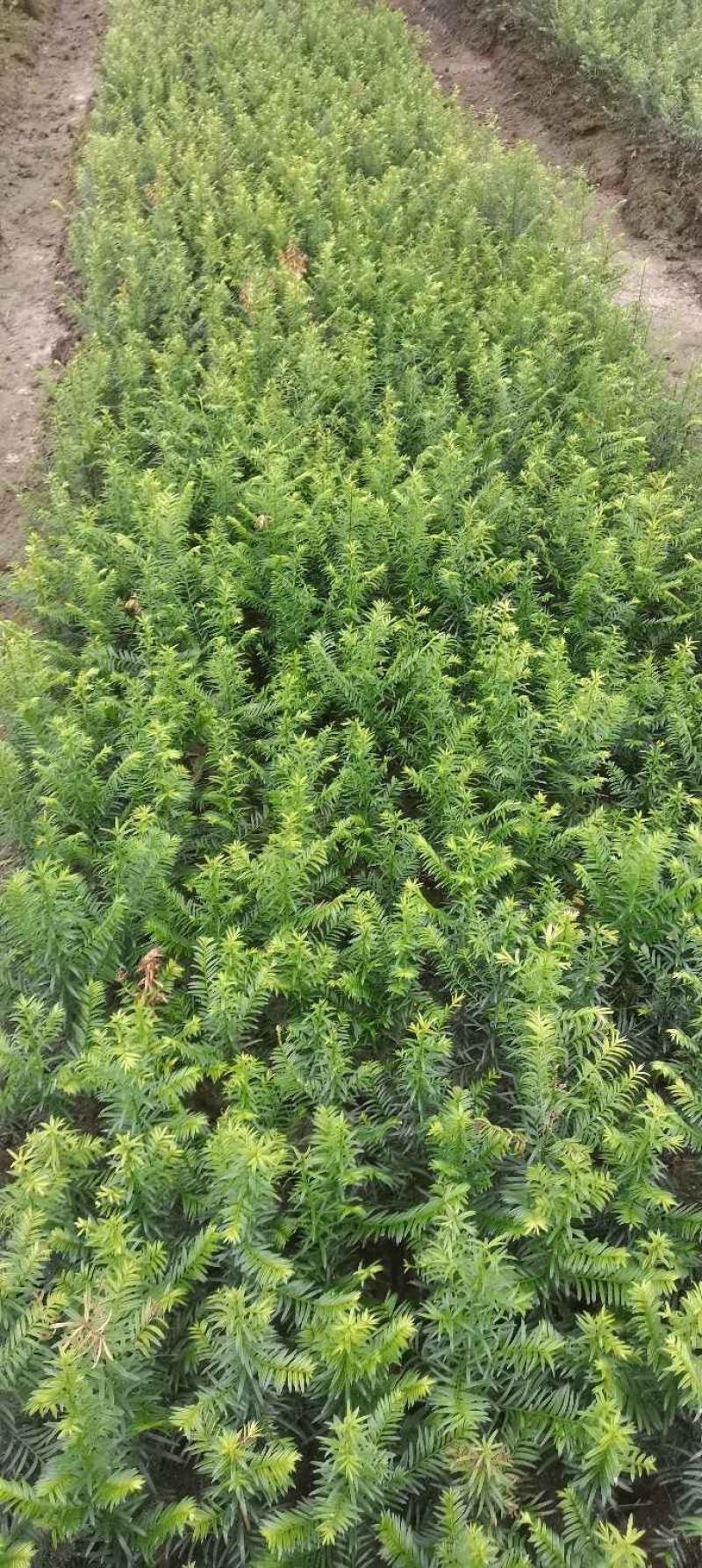 供应一年生红豆杉杯苗，籽播田苗，自产自销，价格从优