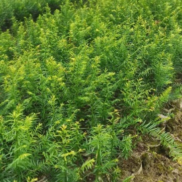 供应一年生红豆杉杯苗，籽播田苗，自产自销，价格从优