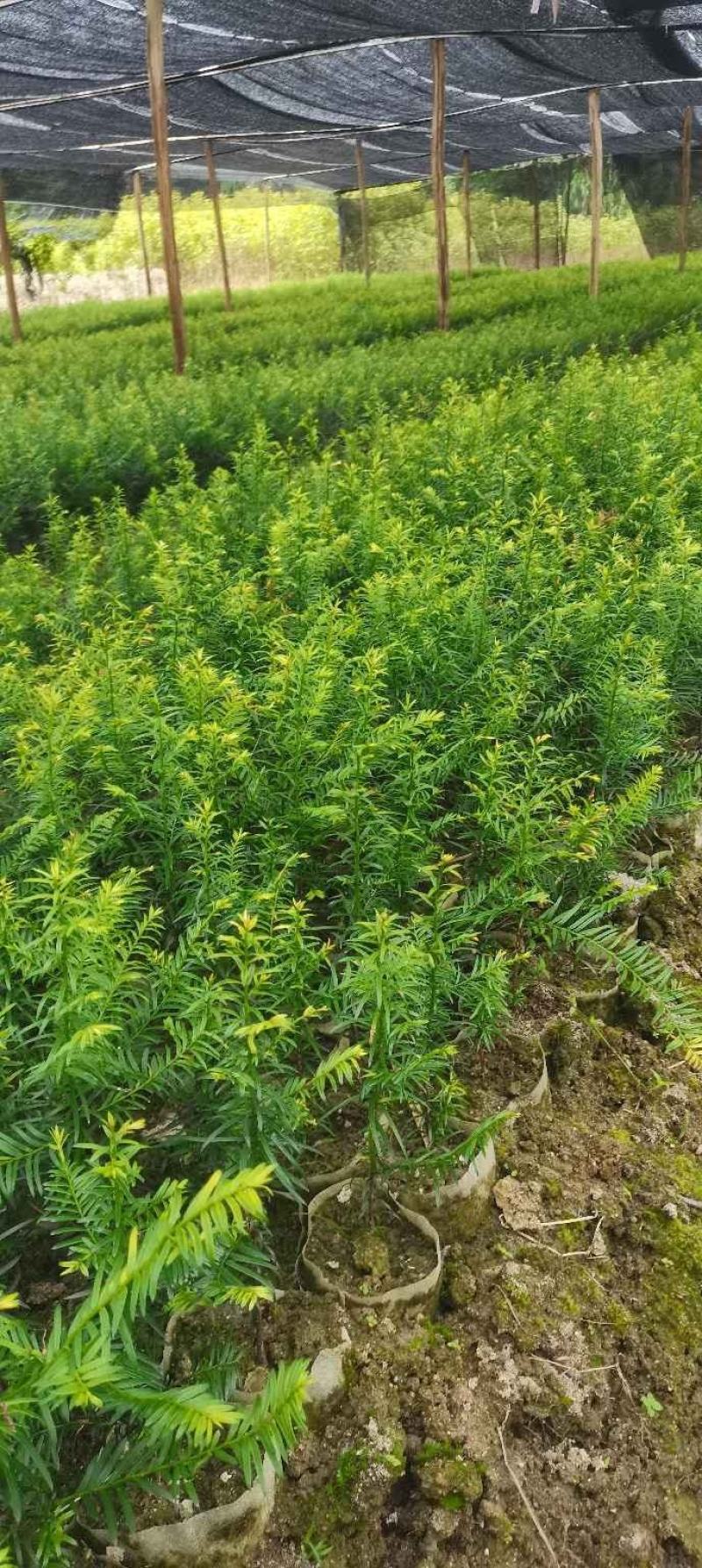 供应一年生红豆杉杯苗，籽播田苗，自产自销，价格从优