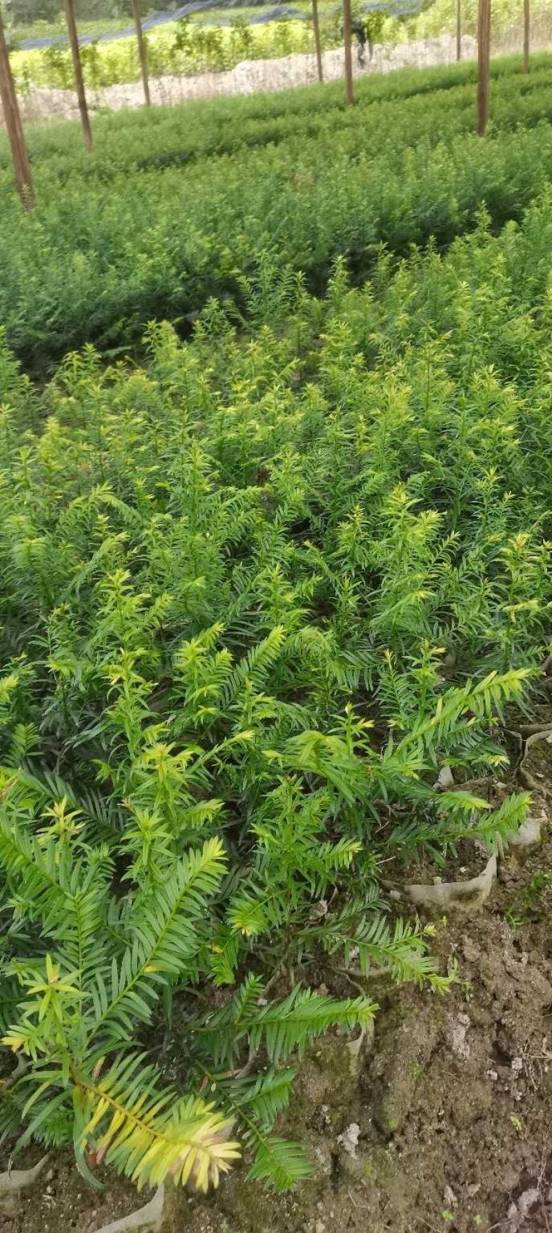 供应一年生红豆杉杯苗，籽播田苗，自产自销，价格从优