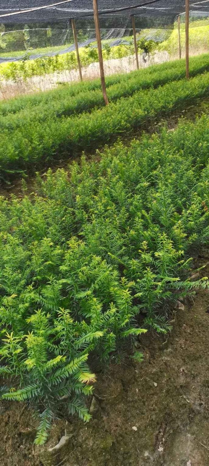 供应一年生红豆杉杯苗，籽播田苗，自产自销，价格从优