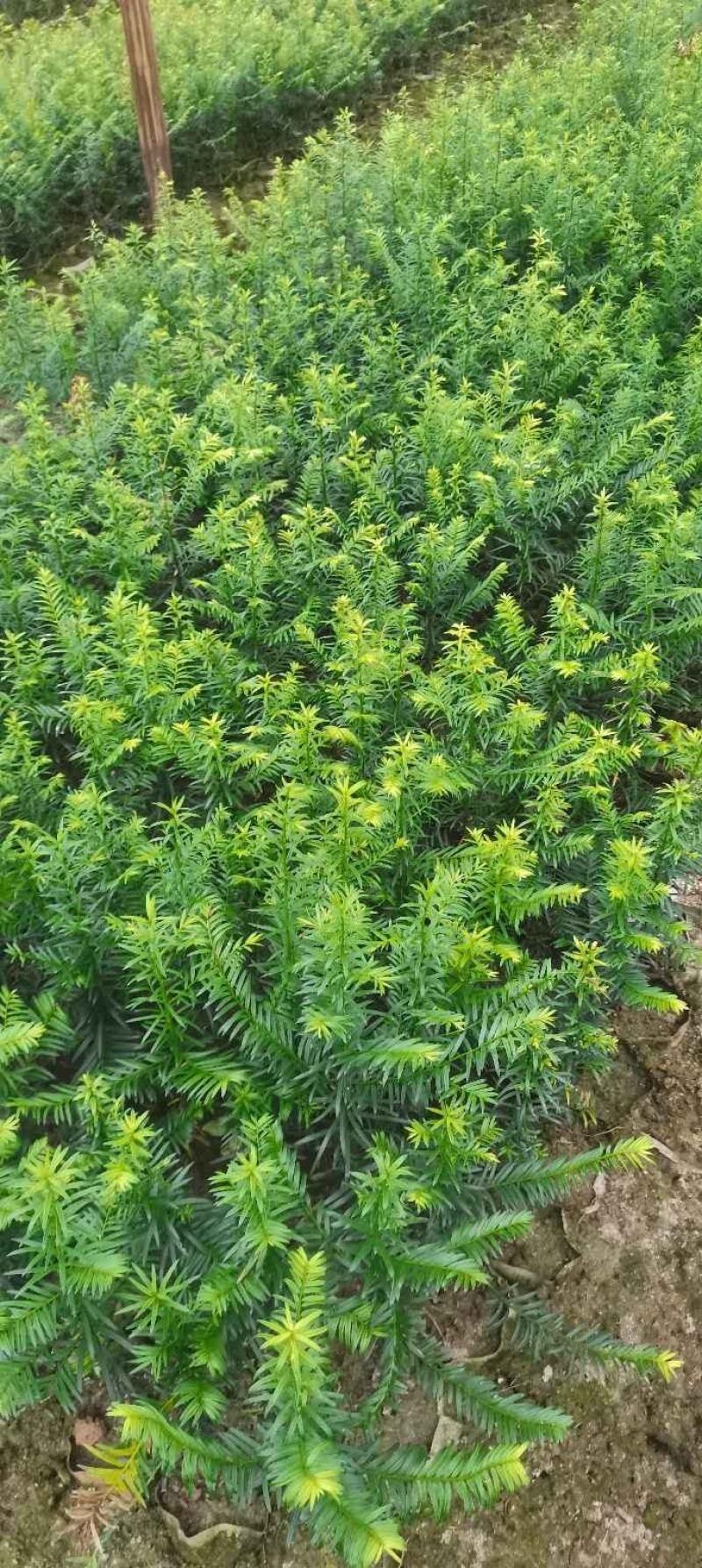 供应一年生红豆杉杯苗，籽播田苗，自产自销，价格从优