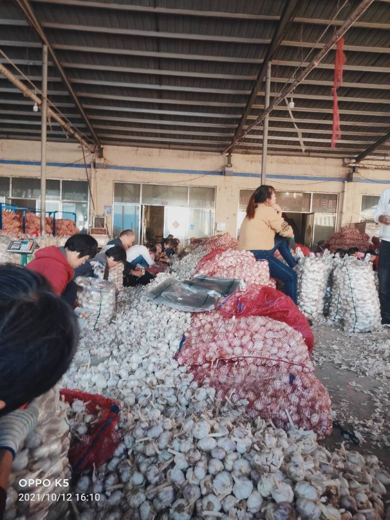 （实力供货）金乡大蒜，紫皮蒜产地直供，质优价廉，长年供应