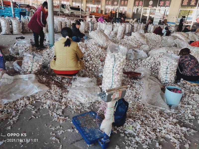 （实力供货）金乡大蒜，紫皮蒜产地直供，质优价廉，长年供应