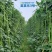 【高品质】荚荚乐3号翠绿豇豆种子耐热越夏4荚80公分