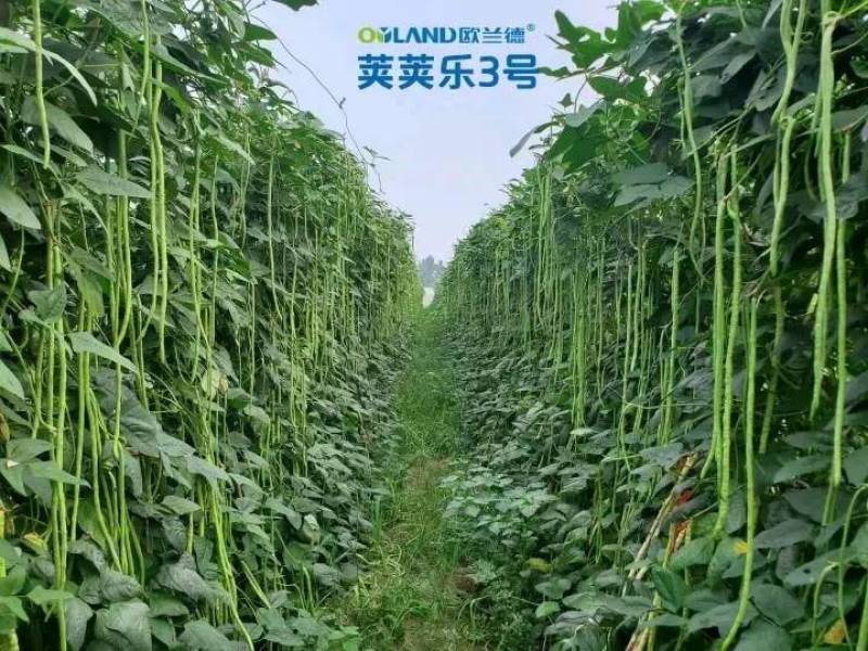 【高品质】荚荚乐3号翠绿豇豆种子耐热越夏4荚80公分