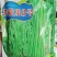 【高品质】荚荚乐3号翠绿豇豆种子耐热越夏4荚80公分